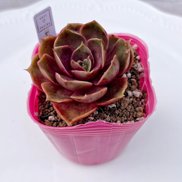 多肉植物 レッドタン 韓国苗 多肉植物 pariʚ
