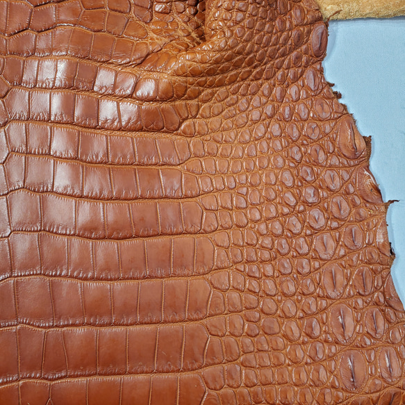 ワニ革 クロコ 半艶マット  コニャック　No.C008303 14枚目の画像