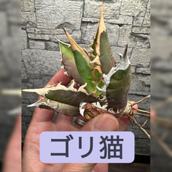 アガベ】魔丸 楊炎 大株 良株※同格品送付 多肉植物 yutaenshis