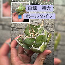 【アガベ】魔丸　楊炎　大株　ボールタイプ アガベ_魔丸_ままる_陽炎中株_サマーセール価格｜Yahoo!フリマ