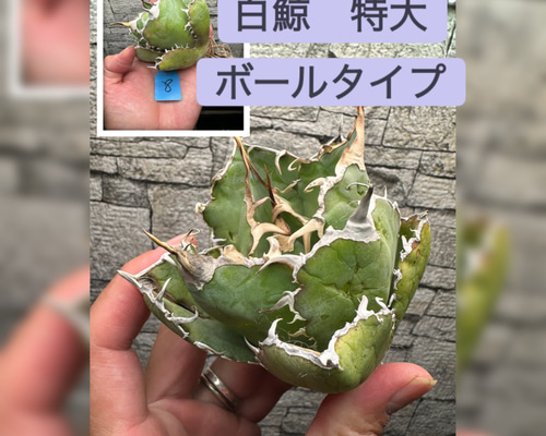アガベ】白鯨 特大株 ボールタイプ ※同等品送付 多肉植物