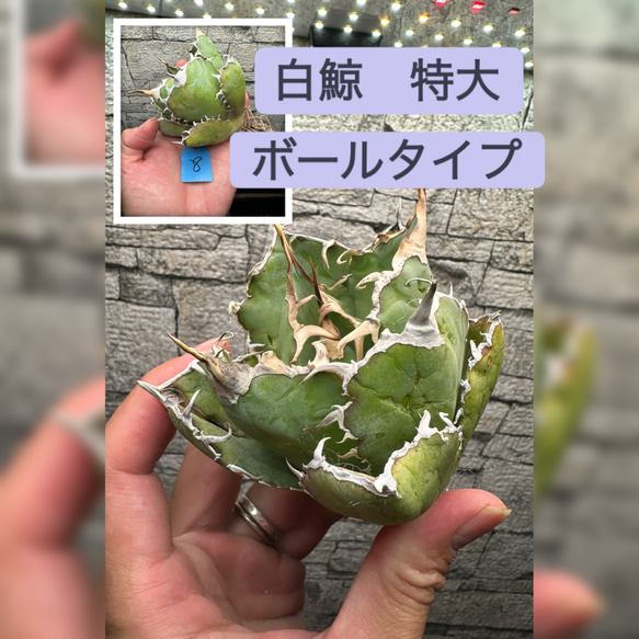 アガベ】白鯨 特大株 ボールタイプ ※同等品送付 多肉植物