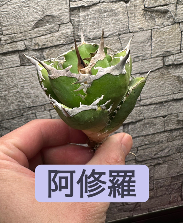 アガベ】阿修羅 白棘 ボールタイプ ※同等品送付 多肉植物 utahensis