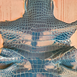 ワニ革  グレージング(艶)  ピーコックブルー(白鞣し)「長財布向け」 No.CM0164 3枚目の画像