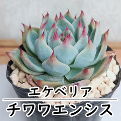 パープルクリスタル (抜き苗)【エケベリア】多肉植物 多肉植物