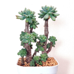 パープルクリスタル (抜き苗)【エケベリア】多肉植物 多肉植物