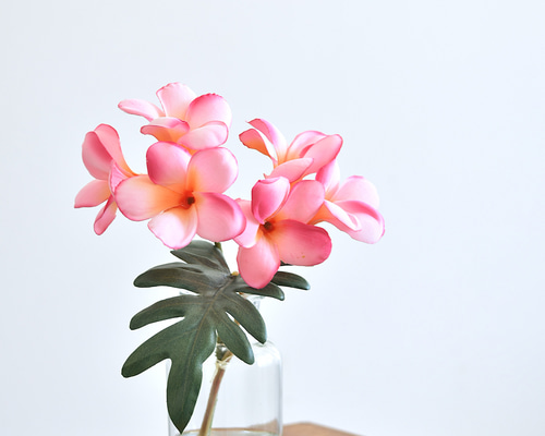 咲き続けるプルメリア(ホットピンク) マジカルウォーター 癒しの