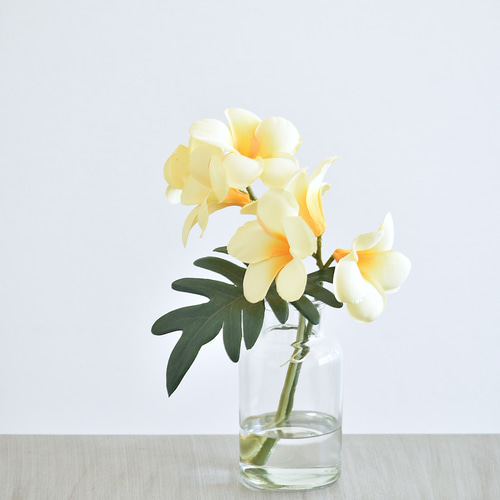 咲き続けるプルメリア(イエロー) マジカルウォーター 癒しのトロピカル