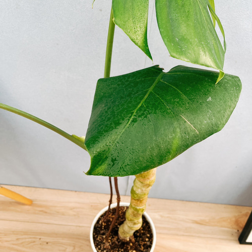 現品］7番 モンステラ デリシオーサ 幹上がり 7号 八丈島産 観葉植物