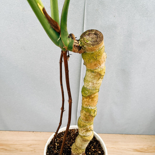 現品］7番 モンステラ デリシオーサ 幹上がり 7号 八丈島産 観葉植物