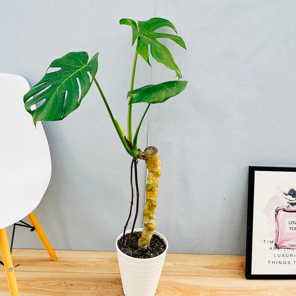 現品］7番 モンステラ デリシオーサ 幹上がり 7号 八丈島産 観葉植物