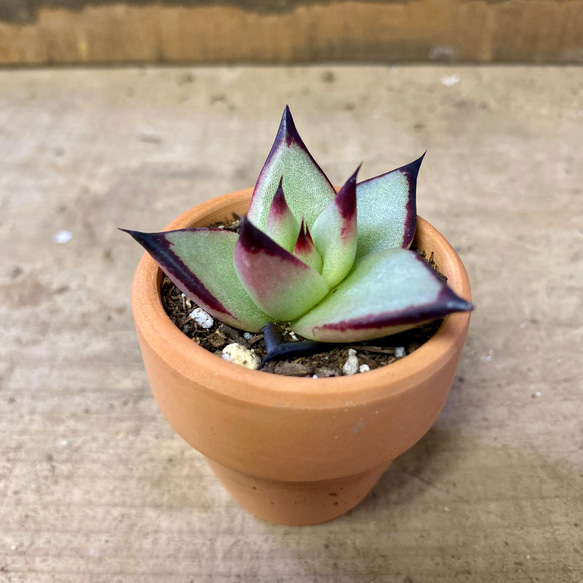多肉植物　エケベリア　アガボイデス　エボニー スーパークローン 2鉢set 2枚目の画像