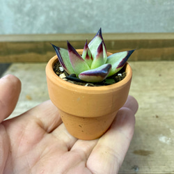 多肉植物　エケベリア　アガボイデス　エボニー スーパークローン 2鉢set 3枚目の画像