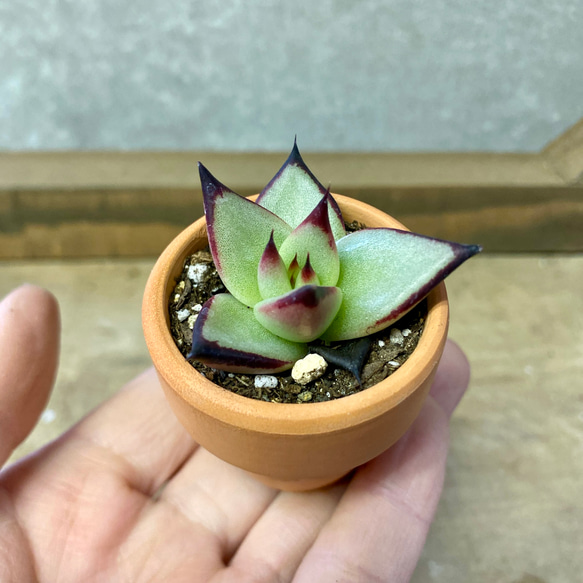 多肉植物　エケベリア　アガボイデス　エボニー スーパークローン 2鉢set 4枚目の画像