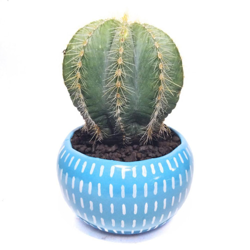 POTOCO 植物鉢 陶器 植木鉢 サボテン 鉢 エリオカクタス マグニ