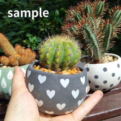 POTOCO 植物鉢 陶器 植木鉢 サボテン 鉢 エリオカクタス マグニ