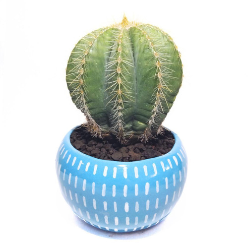 POTOCO 植物鉢 陶器 植木鉢 サボテン 鉢 エリオカクタス マグニ