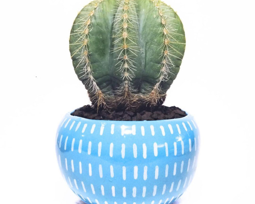 POTOCO 植物鉢 陶器 植木鉢 サボテン 鉢 エリオカクタス マグニ