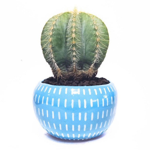 POTOCO 植物鉢 陶器 植木鉢 サボテン 鉢 エリオカクタス マグニ