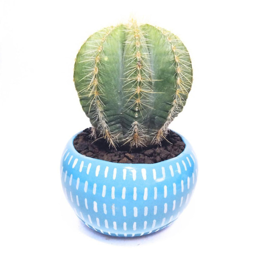 POTOCO 植物鉢 陶器 植木鉢 サボテン 鉢 エリオカクタス マグニ