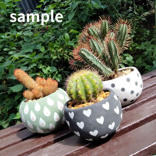 POTOCO 植物鉢 陶器 植木鉢 サボテン 鉢 エリオカクタス マグニ