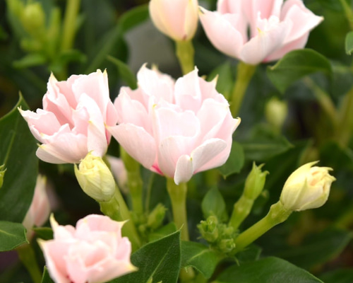 157ca2bc32c18e04047528eefda646