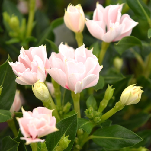 花日和さん】八重咲きニチニチソウ 「ソラリス」 花苗 花 苗