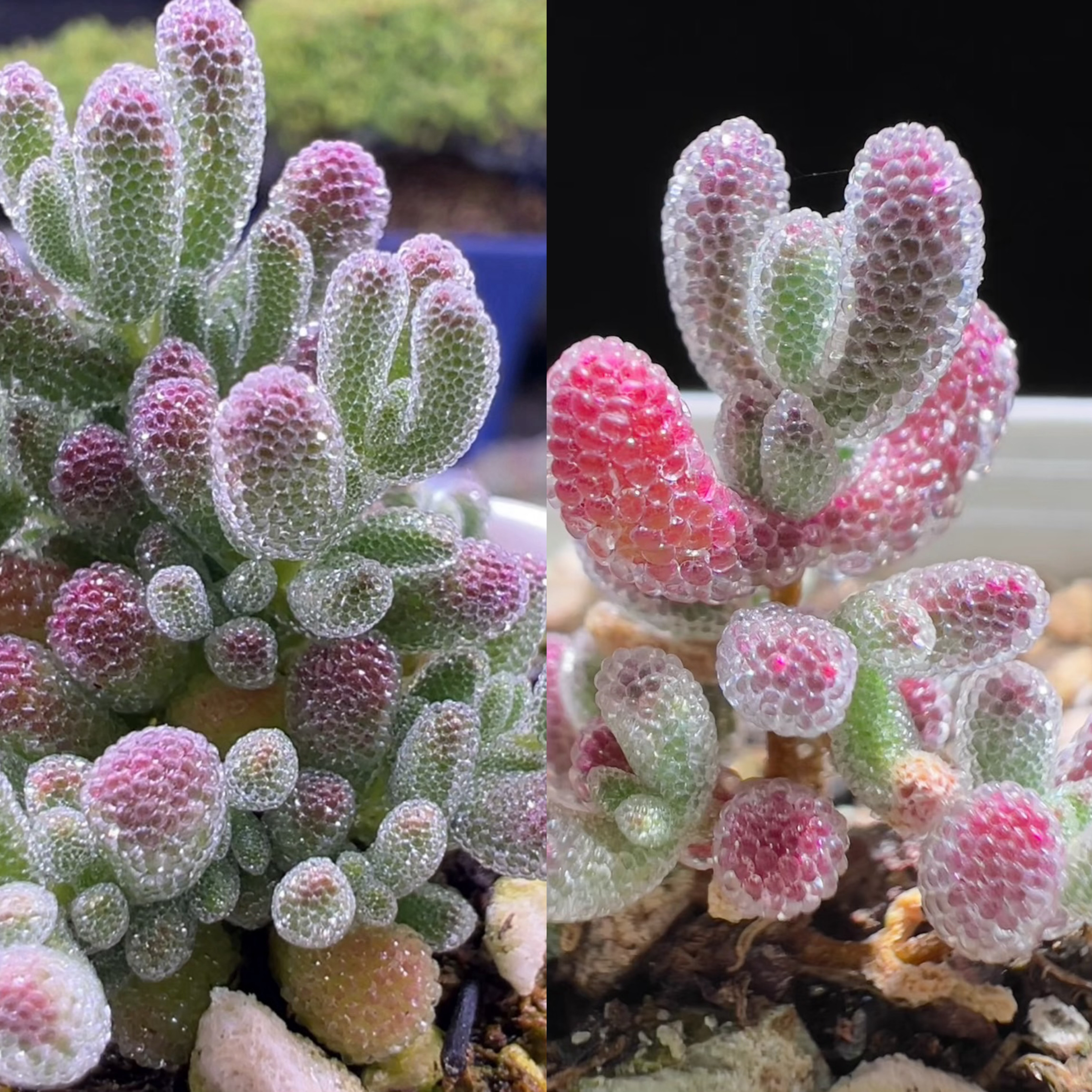 てんどん様　ご購入用　ドロサンテマム