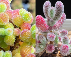 速達便で発送❣️多肉植物 ドロサンテマム キラキラ 4点セット