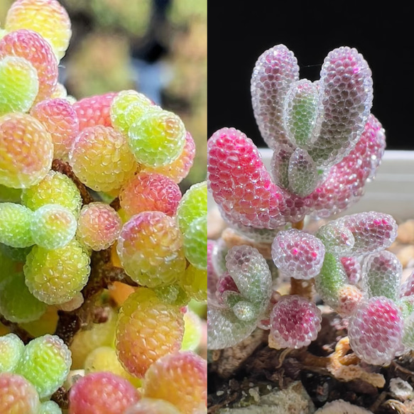 速達便で発送❣️多肉植物 ドロサンテマム キラキラ 2点セット カット