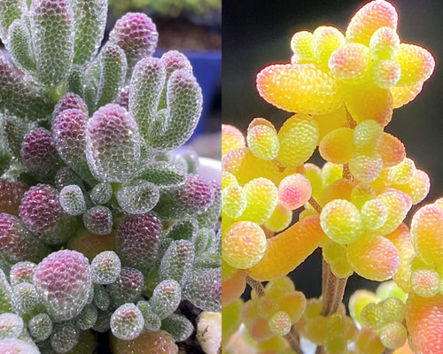 てんどん様　ご購入用　ドロサンテマム 速達便で発送❣️多肉植物 ドロサンテマム キラキラ 2点セット