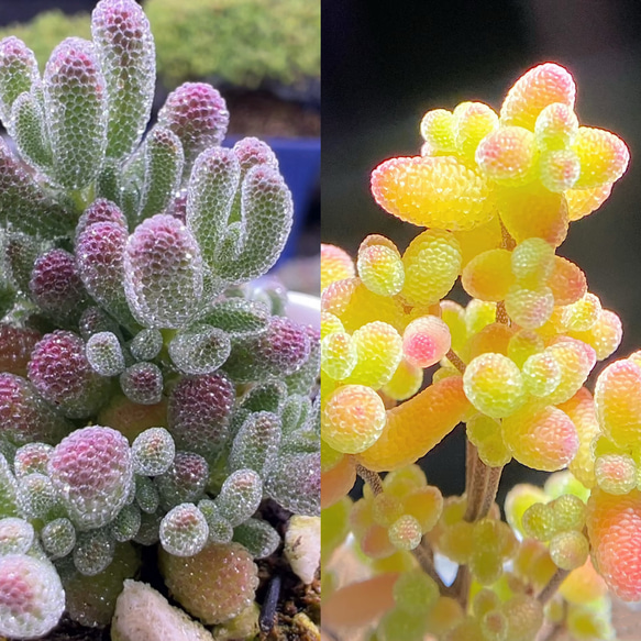 メルカリ便で発送❣️新入荷 レア多肉植物ドロサンテマ キラキラ莱斯錦