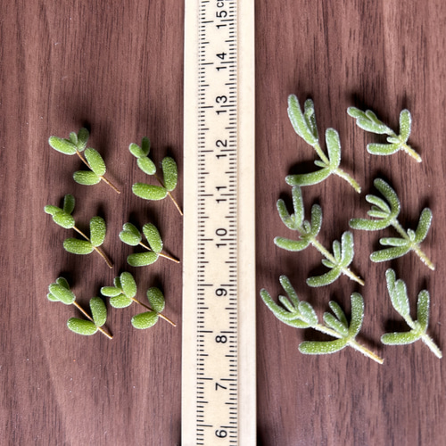 速達便で発送❣️多肉植物 ドロサンテマム キラキラ 2点セット