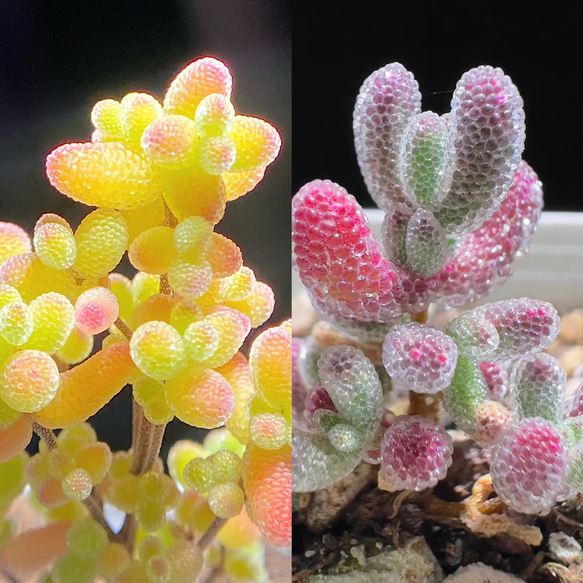 速達便で発送❣️多肉植物 ドロサンテマム キラキラ 2点セット カット