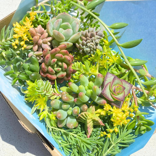 6/29カット苗詰め合わせ♪7/1まで。多肉植物セダム セダム 多肉植物 30種類以上 カット苗 セット 大パック* 送料