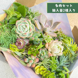 1苗【7.5cmpot/アイススピリット】中苗 輸入苗 多肉植物 多肉植物 多肉