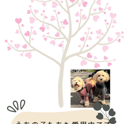  第5張的照片