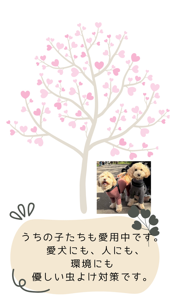  第5張的照片