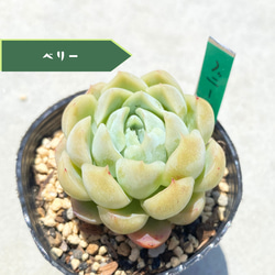 1苗【7.5cmpot/コールドブーケ】大苗 輸入苗 多肉植物 多肉植物 多肉