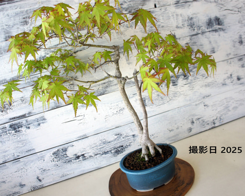 盆栽 『グミ』 インテリア 園芸 観葉植物 ガーデニング 送料無料 b039 盆栽 『グミ』 インテリア 園芸 観葉植物 ガーデニング 送料無料