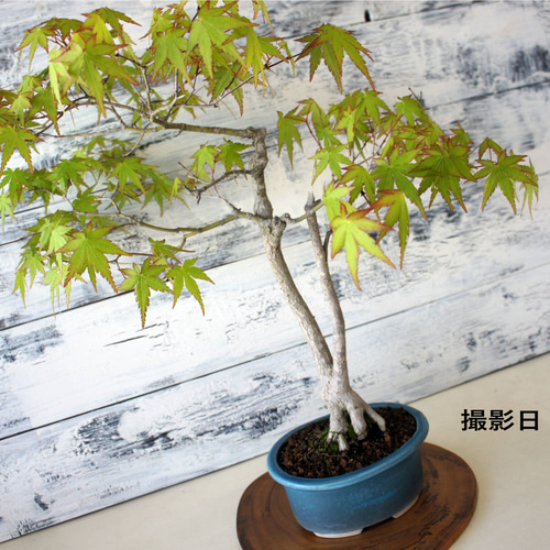 盆栽 『モミジ』 紅葉 インテリア 観葉植物 ガーデニング 送料無料 b114 楽天市場】盆栽 大型 モミジ 紅葉 もみじ フェイクグリーン