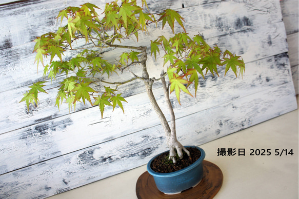 盆栽 『紅葉』 モミジ 和風 インテリア 春 園芸 ガーデニング