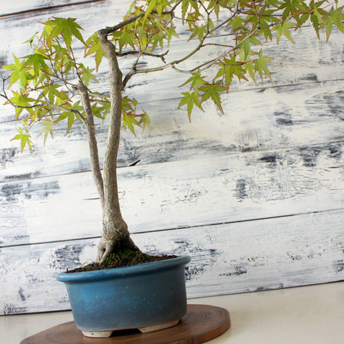 盆栽 『紅葉』 モミジ 和風 インテリア 春 園芸 ガーデニング 140