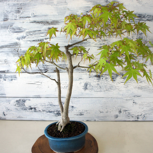 盆栽 『紅葉』 モミジ 和風 インテリア 春 園芸 ガーデニング 140