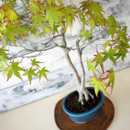 盆栽 『紅葉』 モミジ 和風 インテリア 春 園芸 ガーデニング 140