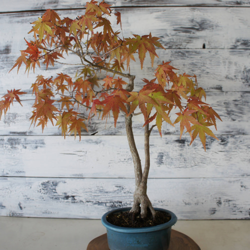 盆栽 『紅葉』 モミジ 和風 インテリア 春 園芸 ガーデニング 140