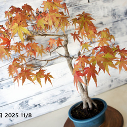盆栽 『紅葉』 モミジ 和風 インテリア 春 園芸 ガーデニング 140