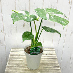 光触媒　人工観葉植物　ウォールグリーン　フェイクグリーン　ボールグラス122@g 光触媒 人工観葉植物 ウォールグリーン フェイクグリーン ボール