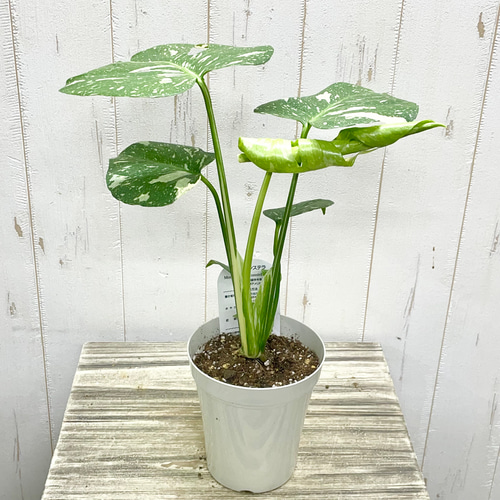 やわらかな光に映える 斑入りモンステラ〝タイコンステレーション