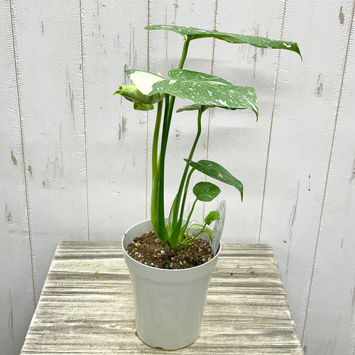 斑入りモンステラ 美葉3枚トップカット 528 モンステラ班入り トップ